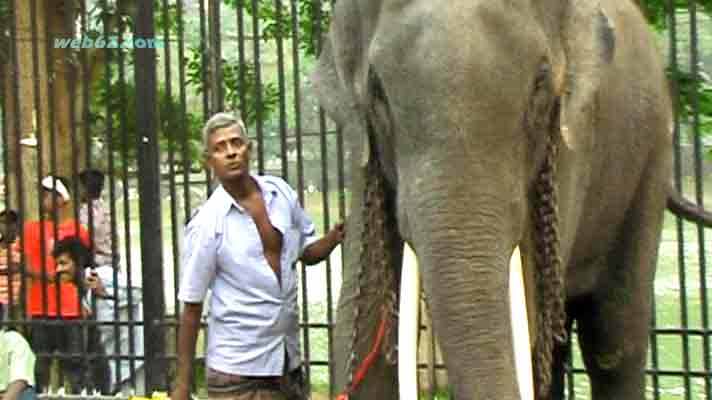 photo Kandy Perehara Elephants