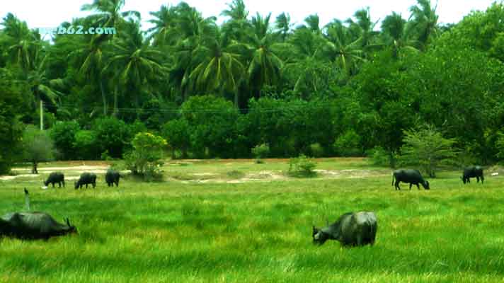 photo from Tangalle Buffalos in Sri Lanka