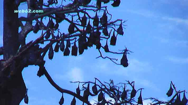 photo Bats in Sri Lanka