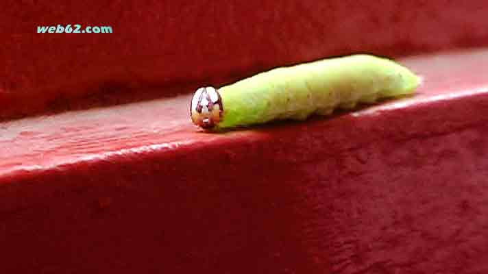 photo Caterpillar in Sri Lanka in Sri Lanka