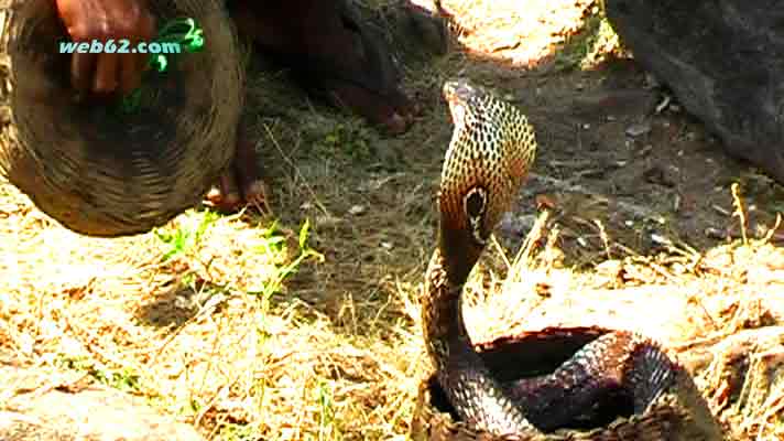 dancing Cobra in Sri Lanka