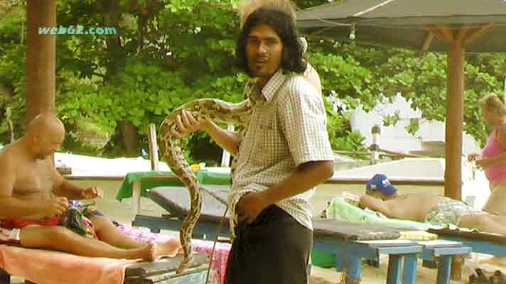 photo Python on the beach in Sri Lanka