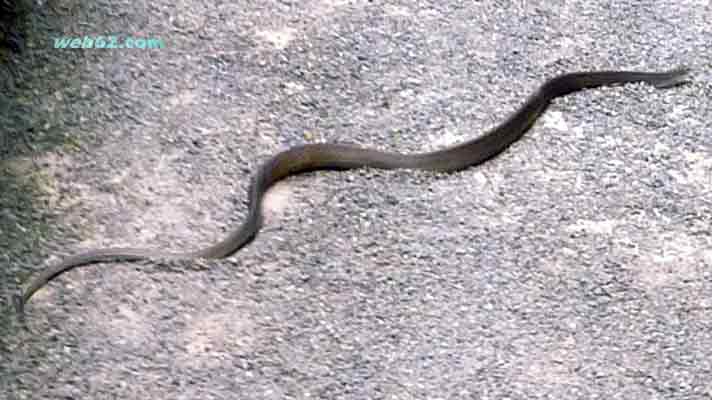 photo Rat Snake in Sri Lanka